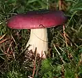 Photo Russula