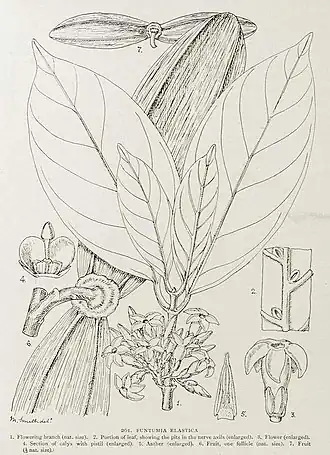 Description de l'image Funtumia elastica-1906.jpg.