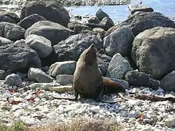 Une Otarie à fourrure sur la plage de Kaikoura