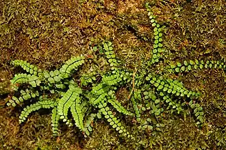 Réserve naturelle de Furfooz.