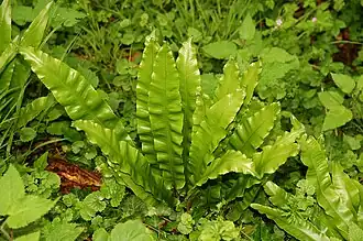 Réserve naturelle de Furfooz.