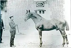 Photo noir et blanc d'un cheval vu de profil tenu par un homme en costume officiel.