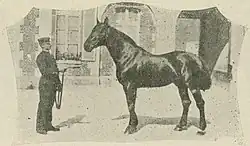 Photo noir et blanc d'un cheval vu de profil tenu par un homme en costume officiel.