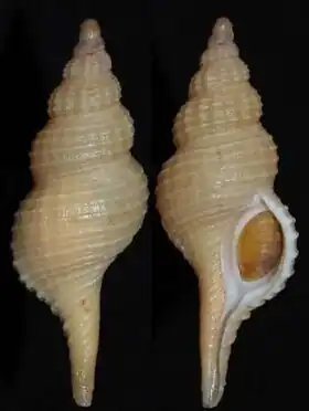 Description de l'image Fusinus africanae.jpg.