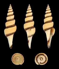 Fusiturris similis&nbsp;(en).