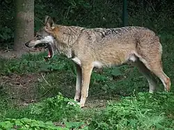 Loup gris commun (Canis lupus lupus)