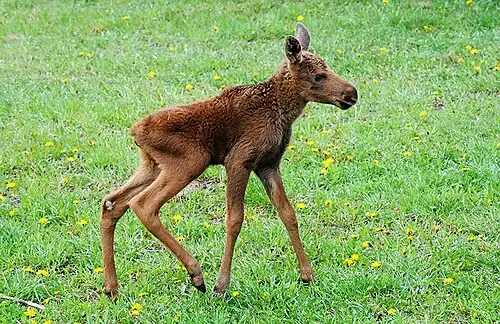 Faon d'Élan (Alces alces).