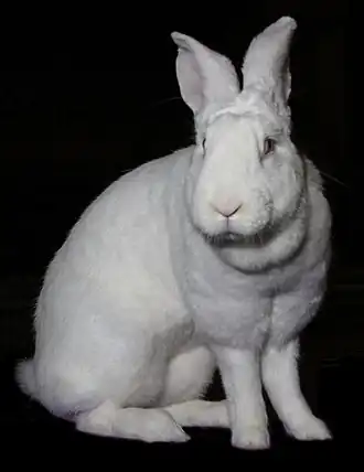 Mammifère : Lapine de race Géant blanc du Bouscat (Oryctolagus cuniculus)