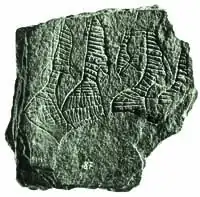 Figurines magdaléniennes gravées sur une plaque d'ardoise (site de Gönnersdorf).