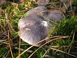  Photographie du dessus d'un champignon à chapeau étalé, gris s'éclaircissant vers la marge, avec des stries radiales gris foncé