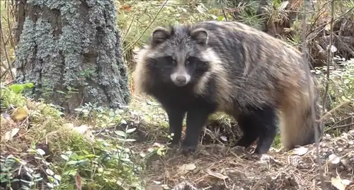 Chien viverrin de Sibérie dans l'oblast de Sverdlovsk en septembre 2017.