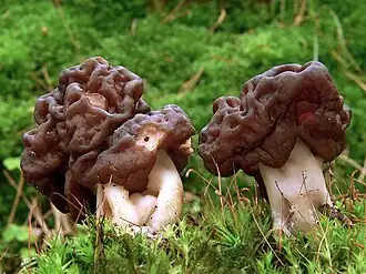 Le Gyromitre commun (Gyromitra esculenta)