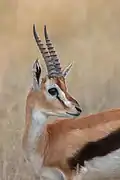 Gazelle de Thomson (Eudorcas thomsonii).