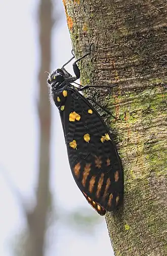 Description de l'image Gaeana maculata, Speckled Black Cicada, Kowloon.JPG.