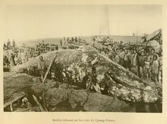 Baleine échouée sur les côtes du Quang-Tchéou