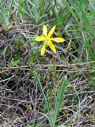 Description de l'image Gagea bulbifera 21(3). Serednya Khortitsa.jpg.