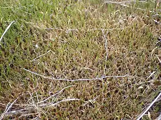 Description de l'image Gaimardia setacea in the Waitaki District.jpg.