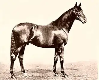 Image illustrative de l’article Gainsborough (cheval)