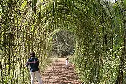 Galerie de vignes à Newman, Géorgie.