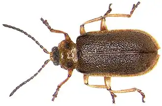 Galerucella aquatica.