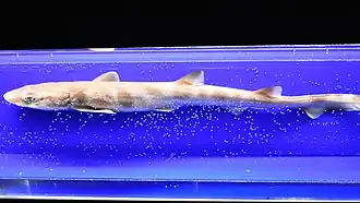 Description de l'image Galeus nipponensis.jpg.