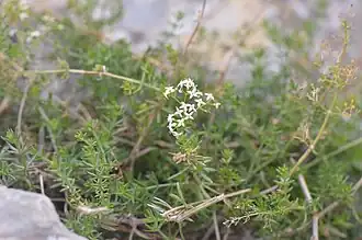 Description de cette image, également commentée ci-après