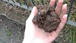 Galle détachée d'une branche d'Acacia spirorbis