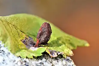Description de cette image, également commentée ci-après