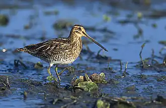 Bécassine des marais.