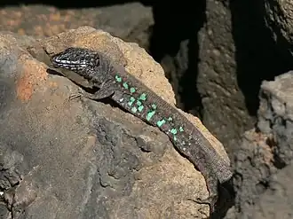 Description de l'image GallotiaAtlantica.jpg.