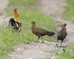 Un coq (à gauche) et deux poules dans le parc national de Kaziranga dans l’Assam (Inde)