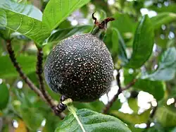 Fruit de Gardenia brighamii.