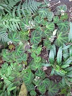 Vue d'ensemble de la plante