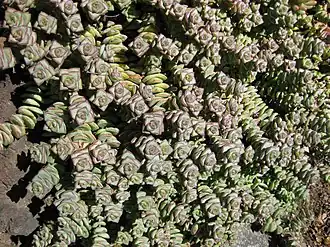 Description de l'image Gardenology-IMG 5263 hunt10mar.jpg.