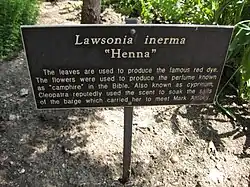 Henné au jardin botanique Huntington Gardens, à Los Angeles, (États-Unis).