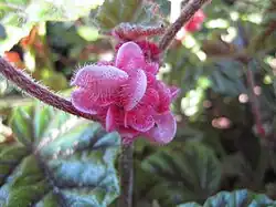 Détail des boutons floraux (spécimen cultivé)