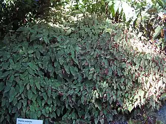 Description de l'image Gardenology.org-IMG 1163 rbgs10dec.jpg.