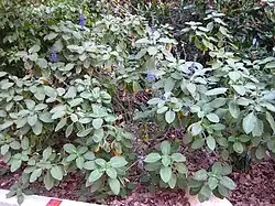 Le coléus à forskoline (Plectranthus barbatus)