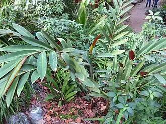 Description de l'image Gardenology.org-IMG 2486 ucla09.jpg.