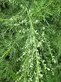 Artemisia alba(Sottotribù Artemisiinae)