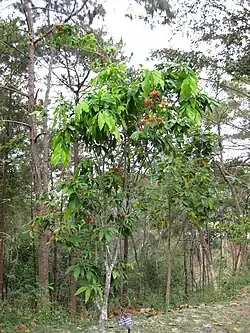 Saraca indica, au Jardin botanique de la reine Sirikit, en Thaïlande.