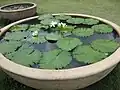 Nymphaea lotus.