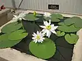 Nymphaea gigantea.