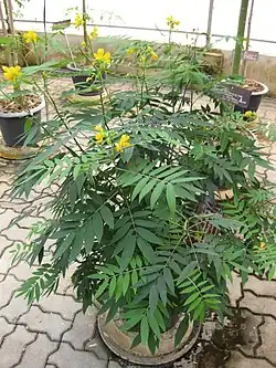 Arbrisseau Senna occidentalis, au Jardin botanique de la reine Sirikit, en Thaïlande.