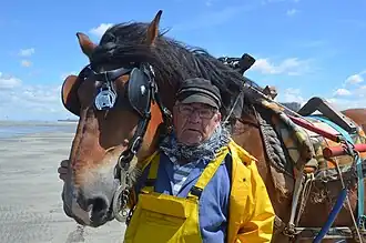 Vieil homme se tenant près de la tête de son cheval