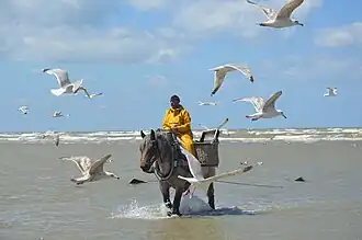 Image illustrative de l’article Pêche aux crevettes à cheval à Oostduinkerke