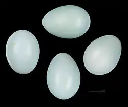 Œufs de Garrulaxe masqué Muséum de Toulouse