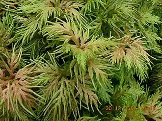 Description de l'image Garuta pacha 21.jpg.