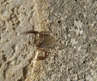 Description de l'image Garypus japonica isoknms01.jpg.