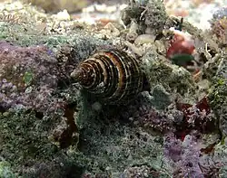 Un mollusque gastéropode non identifié.